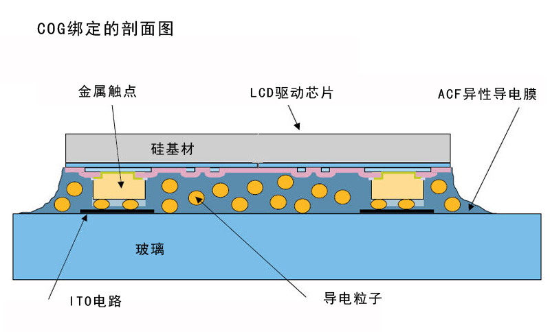 COG绑定的剖面图